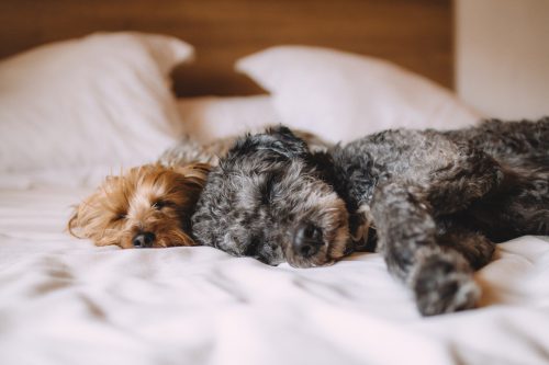 Deux chiens endormis sur un lit d'hôtel