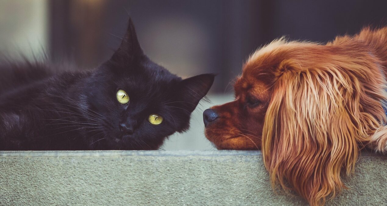 Les hôtels qui acceptent les animaux