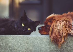 Les hôtels qui acceptent les animaux
