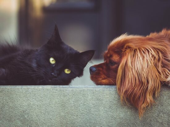 Les hôtels qui acceptent les animaux