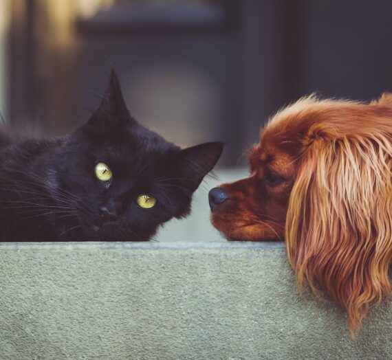 Les hôtels qui acceptent les animaux