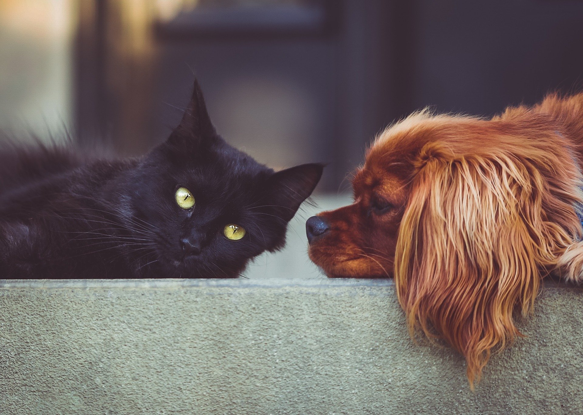 Les hôtels qui acceptent les animaux