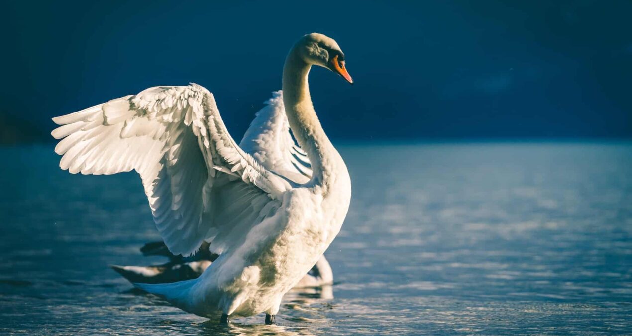 Comment visiter le parc du Marquenterre en Baie de Somme ?