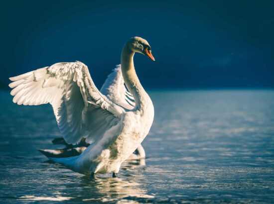 Comment visiter le parc du Marquenterre en Baie de Somme ?