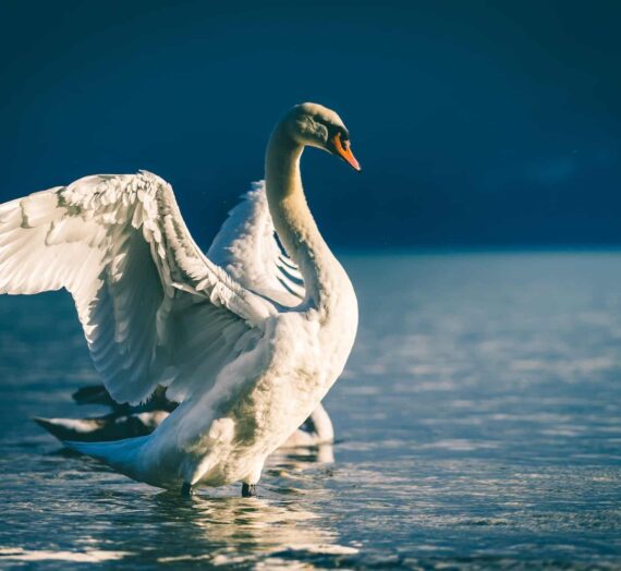 Comment visiter le parc du Marquenterre en Baie de Somme ?